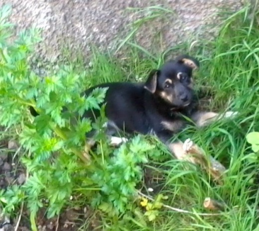 Luna de pequeña jugando en la huerta. 